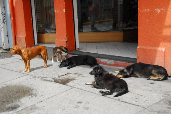 Kiltro! Sie sind ueberall...