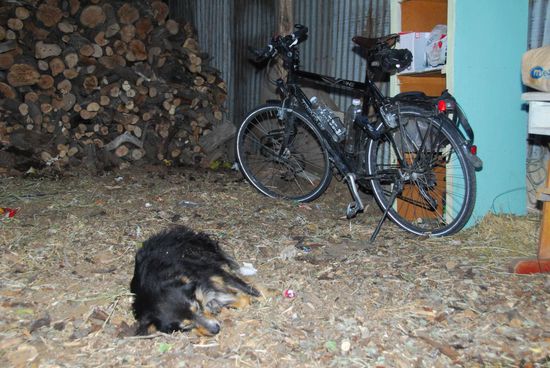 Wach- oder Schlafhund fuer das Fahrrad?