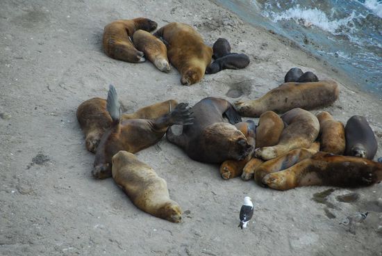 Eien Gruppe Seeloewen liegt faul am Strand herum...
