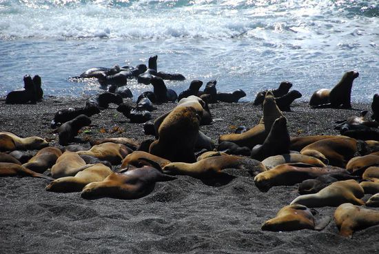 ... und die Babys spielen im Wasser, wo heute keine Orcas auf die kleinen Appetithaeppchen lauern