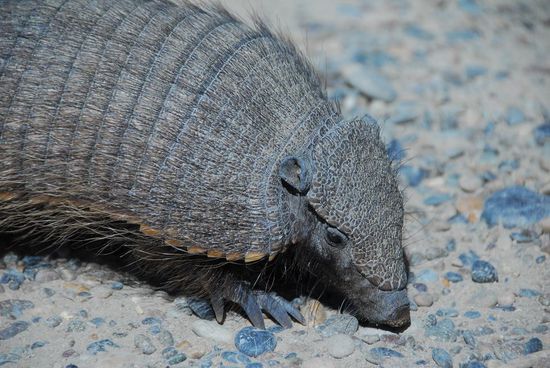 So sieht es aus, wenn die Evolution genug Zeit bekommt, Lebenwesen den gnadenlosen Bedingungen in der Pampa anzupassen. Noch ein Grund, nicht noch mehr als die 1100 km (plus Bus) der letzten neun Tagen hier zu radeln