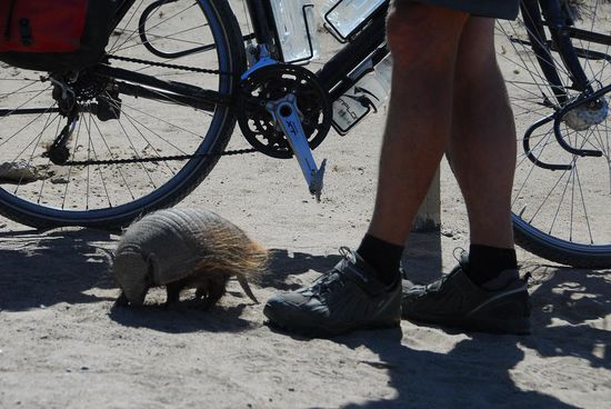 Sind die Guerteltiere sonst - wie alle anderen Steppenbewohner gegenueber dem Radfahrer - eher scheu, hoffen sie hier auf Fuetterung durch die Besucher, die streng verboten ist und durch die Parkranger unterbunden wird.