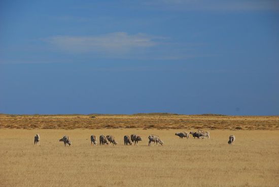 Noch mehr Weite, dekoriert mit den wenigen Nutztieren, die das Land ernaehrt. Hier an Ostseite der Halbinsel wechselt der Bewuchs ploetzlich und die niedrigen Buesche werden durch karges, hartes Gras ersetzt.