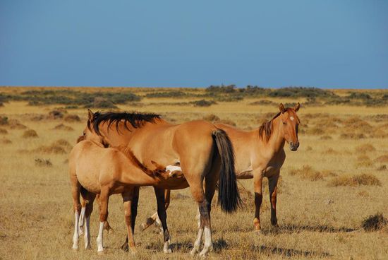 Glueckliche Tiere - sie geniessen hier die ganz grosse Freiheit