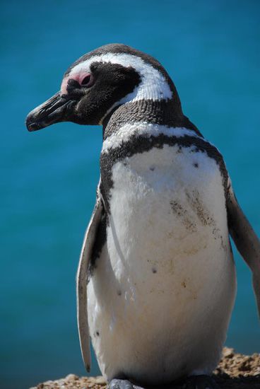 Posing auf der Klippe fuer den Fahrradtouristen - Pinguine sind sehr kooperative Motive 