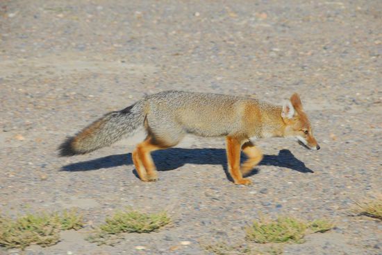 Ein Fuchs auf seiner morgendlichen Runde...