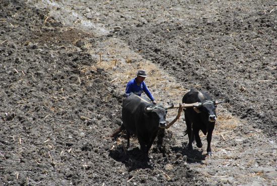 Feldarbeit wie in ganz alter Zeit...