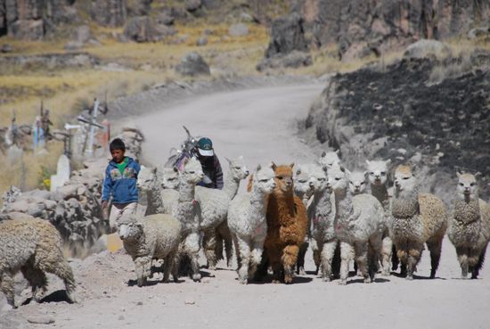 Eine Herde Alpakas auf dem Weg zur Weide - der Viehtrieb in den Morgen- und Nachmittagsstunden gehoert zum taeglichen Strassenbild