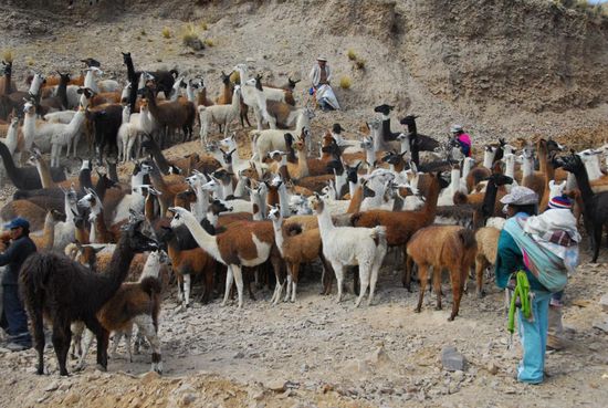 Im Vorbeifahren wurde ich ausdruecklich aufgefordert, Fotos von der Szene zu machen - hier werden 20 Lamas fuer den Schlachthof ausgesucht und verladen