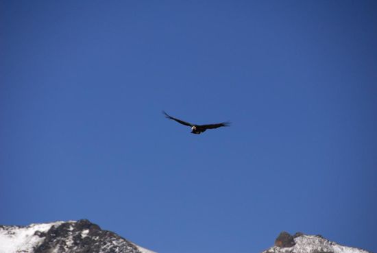 Und es gibt sie doch, die Condore, die ueber dem Mirador del Condor kreisen 