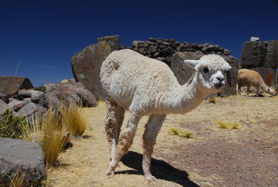 Einer muss ja immer ins Bild laufen...