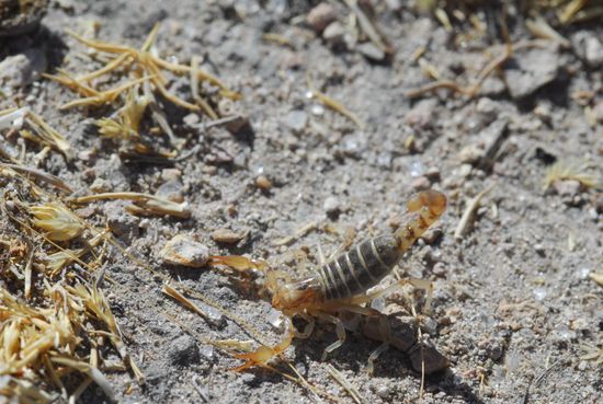 Ein kleiner Skorpion hat unter meinem Zelt Zuflucht vor der naechtlichen Kaelte gesucht.