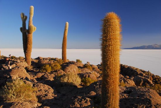 Isla Incahuasi - Kakteen, Felsen und der Salar