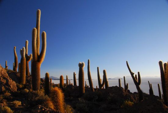Warum steht in einigen Karten auch "Isla de Cactus?" Uralte, bis zu 12m hohe Kakteen praegen das Bild der Insel