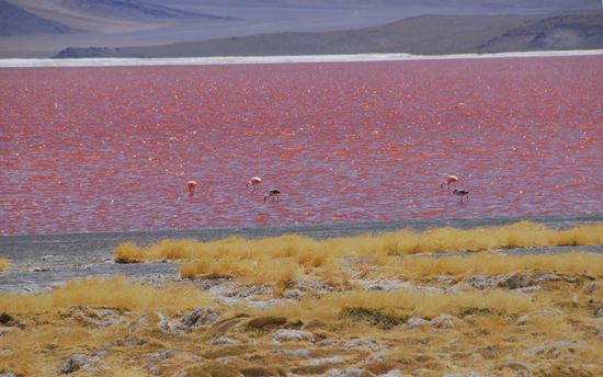 Laguna Colorada - auf dieser Seeseite ist Rot tonangebend.