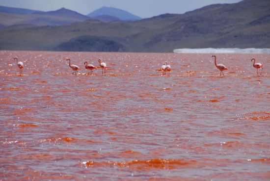 Die zahlreichen Flamingos haben fast die Farbe des Wassers angenommen - wie auch anders, wenn man den ganzen Tag das Wasser nach Nahrung durchsucht