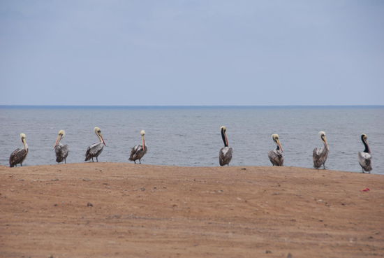 Am Pazifik angekommen!