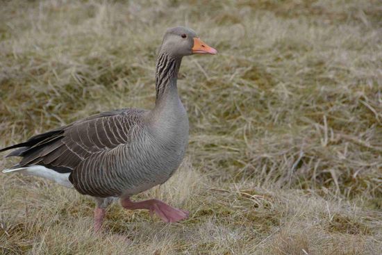 Bei so viel Wasser in der Gegend dürfen Graugänse und viele andere Wasservögel natürlich nicht fehlen.