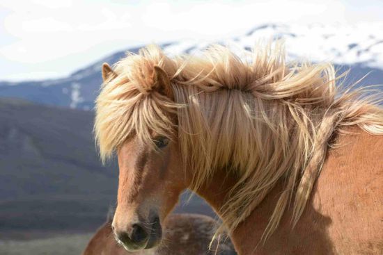 Island ist Pferdeland - nur wenn sie die Insel einmal verlassen haben, dürfen sie nie wieder zurück in ihre Heimat