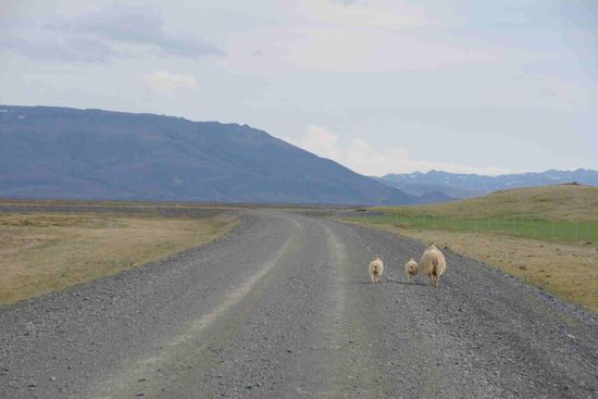 Abseits der Ringstraße geht es zunächst auf gutem Schotter weiter - und wir sind nicht allein auf der Piste