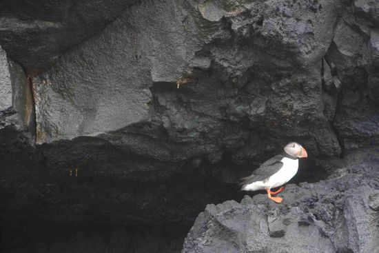 Unter den vielen Wasservögeln findet sich natürlich auch der Favorit aller Birdspotter - auf Isländisch: der Lundi