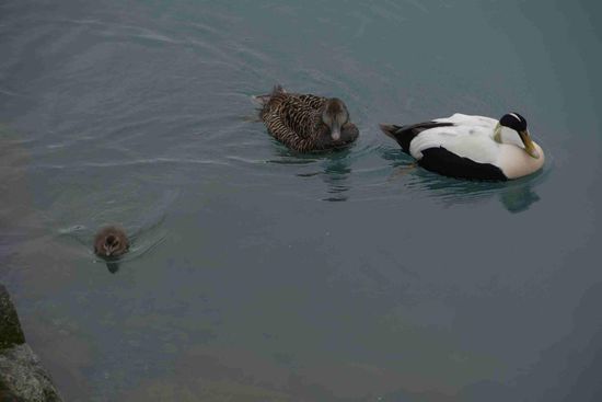 Sie haben wohl die besten Daunen und die schützen gut vor dem eisigen Wasser: eine Eiderentenfamilie