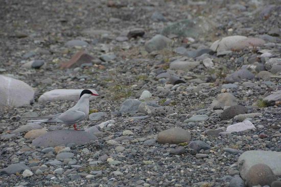 Noch sitzt die Küstenseeschwalbe - isländisch: Kria - scheinbar ganz entspannt wie auf einem Wachposten...