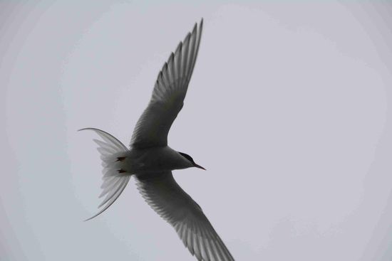 ...aber wehe man kommt der Kolonie zu nahe, dann wird der Eindringling von zahlreichen Vögeln attackiert!