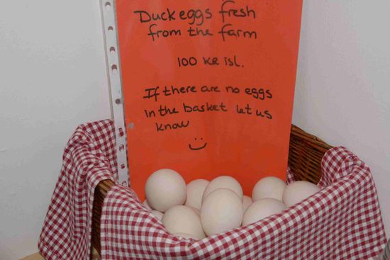 Enteneier zum Abendessen und zum Frühstück - lecker!!!