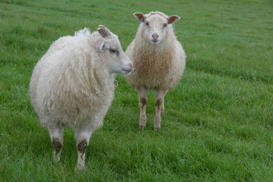 Eigentlich sind die Schafe auf Island recht scheu und ergreifen die Flucht, wenn man sich ihnen nähert,...