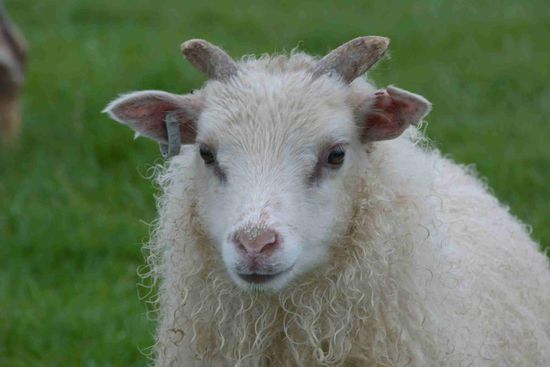 ...aber auf diesem Campingplatz drängen sie sich geradezu ins Bild