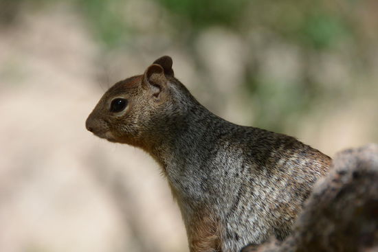 Fuettern streng verboten. Die Strafandrohung von 100$ ist ein ueberzeugendes Argument, meine Nussmischung nicht mit den aufdringlichen Kameraden zu teilen