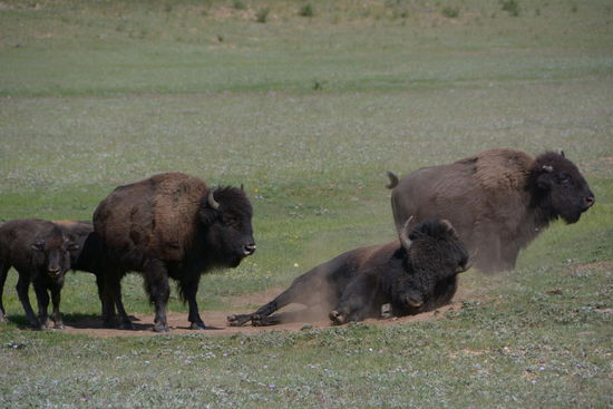 Doch! Das meinen die ernst!