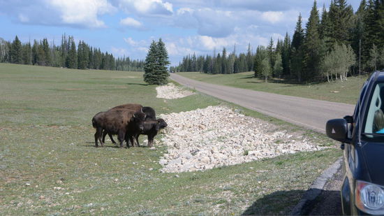 Hinter der Deckung eines Autos fahre ich durch die Herde, die die Strasse ueberquert und hoffe, ihnen gefaellt mein rotes Trikot nicht zu gut