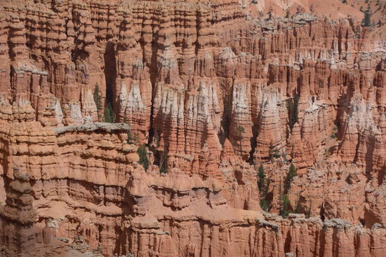 Im Detail eine unendliche Formenvielfalt