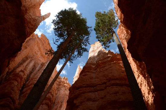 Und wenn man hinabsteigt, entdeckt man sogar richtig grosse Baeume, die man von oben voellig uebersieht