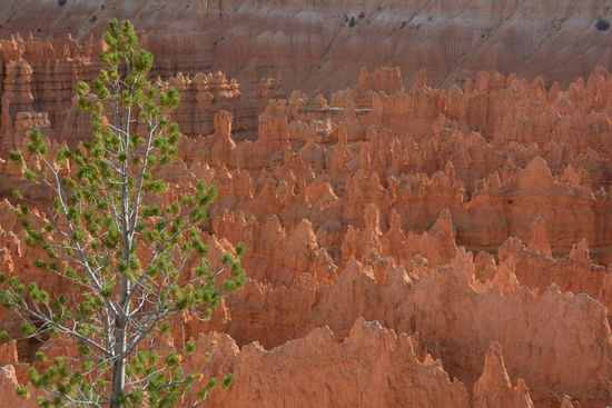 Und ein letzter Blick vom Sunsetpoint bei Sonnenuntergang auf die Schlucht und dann reisse ich mich los und setze mich in den Shuttle zum Campingplatz