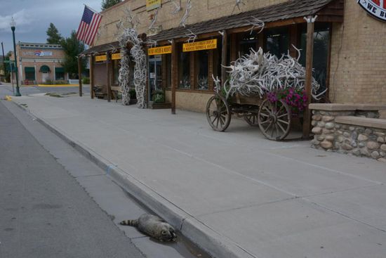 Ironie des Schicksals, dass dieser Waschbaer ausgerechnet vor dem Laden mit den ganzen praeparierten Wildtieren ueberfahren wurde