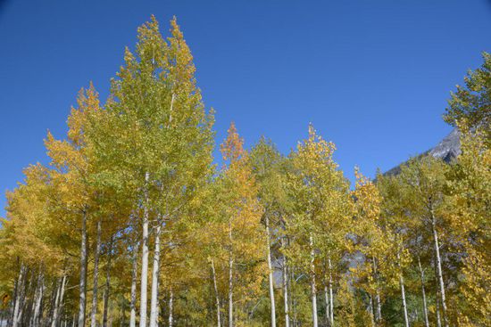 Der erste Frost faerbt das Laub. Fuer "richtigen" Indian Summer fehlt aber das rote Laub des Ahorn