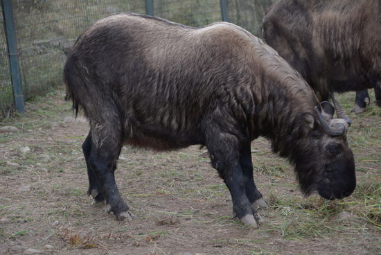 Das Takin - ein ziemlich dickköpfiges Nationaltier