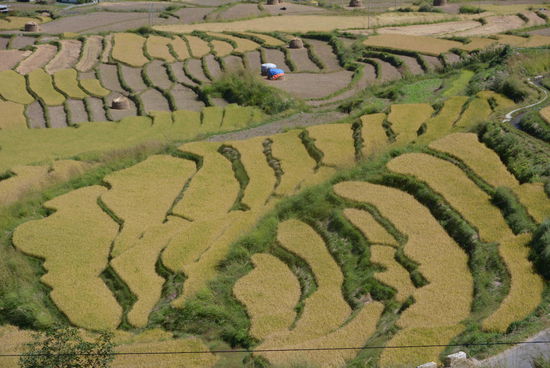 Reisterrassen prägen das Landschaftsbild in den Täler Zentralbhutans