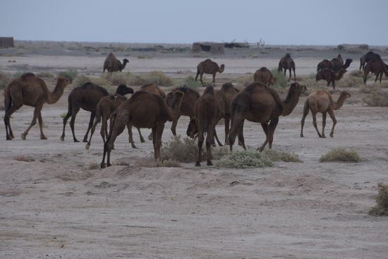 Nächstes Bild auf der Kamera (tatsächlich!) - hunderte Kamele haben gerade die Straße überquert und ziehen weiter in die Wüste. Eine Situation, die auch zahlreiche Einheimische anhalten und und zur Kamera greifen lässt