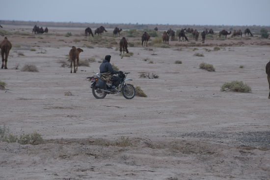 Kameltreiber sind aber auch nicht mehr das, was sie mal waren...