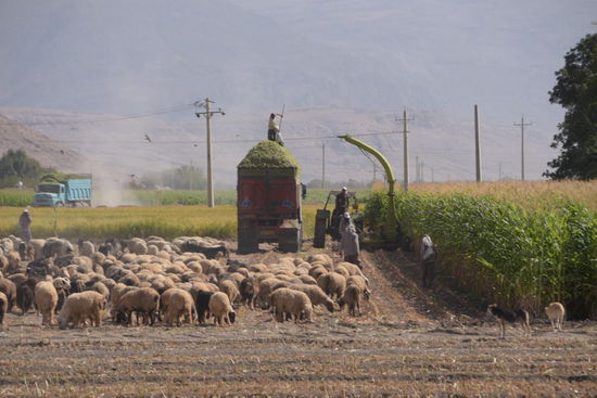 Apropos Erntezeit: Ich dachte, mir bleiben dieses Jahr die Maishäcksler erspart - Irrtum