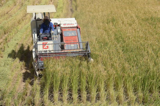 Die Erntemethoden unterscheiden sich: Entweder modern und maschinell oder...