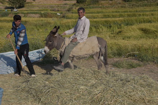 ...wie vor Jahrhunderten immer im Kreis mit dem Esel