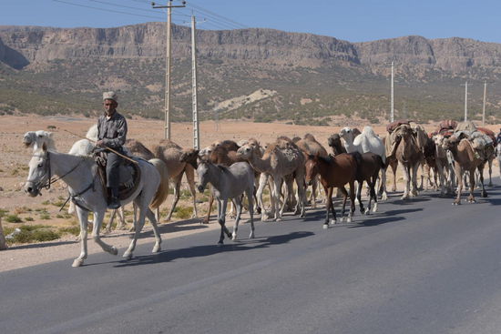 Ein Nomadentross auf der Straße. Vorneweg die Männer auf Pferden und mit den Kamelen...