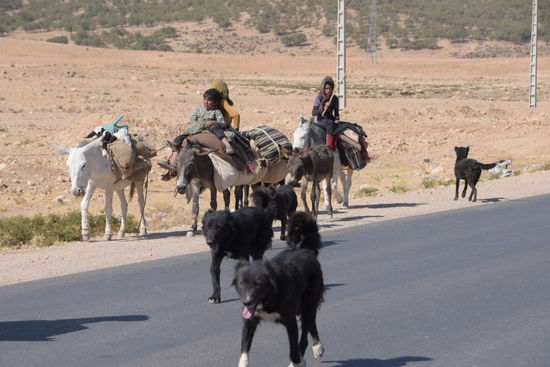 ...und die Nachhut bilden die Kinder auf Eseln und die Hunde
