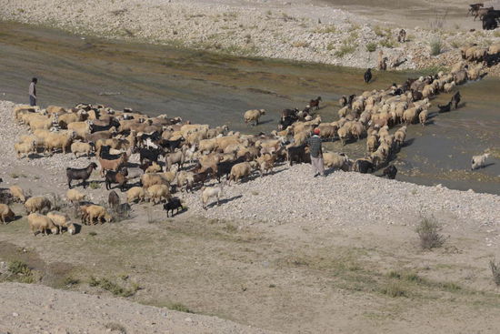 Immer wieder und überall sind Schafherden unterwegs, sowohl auf den kahlen Hügeln wie auch auf den abgeernteten Feldern