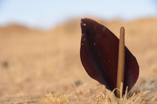 Alles ist knochentrocken und rundherum nur verdorrte Disteln - und dann sprießen überall diese Aaronstabgewächse